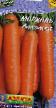 Морковь сорта Лакомка Фото и характеристика