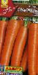 Морковь  Оранжевый мед сорт Фото