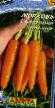 Морков  Сахарный пальчик сорт снимка