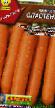 Морковь сорта Сластена Фото и характеристика