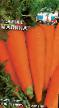 Carrot varieties Malika Photo and characteristics