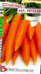 Морковь сорта Перун F1 Фото и характеристика