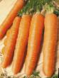 Carrot varieties Chukotskijj stil  Photo and characteristics