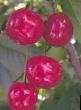 Cherry varieties Zvezdochka  Photo and characteristics