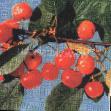 Cherry varieties Feya Photo and characteristics