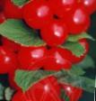 Il ciliegio  Alisa (vojjlochnaya) la cultivar foto