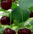 Cherry varieties Dymka Photo and characteristics