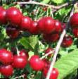 Cherry varieties Komsomolskaya Photo and characteristics