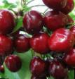 Cherry varieties Krasnodarskaya sladkaya Photo and characteristics