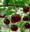 Cherry varieties Melitopolskaya desertnaya Photo and characteristics