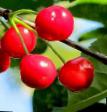 Körsbär sorter Obilnaya Fil och egenskaper