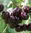 Cherry varieties Pamyati Enikeeva Photo and characteristics