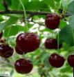 Cherry varieties Podbelskijj Photo and characteristics