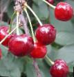 Cherry varieties Prizvanie Photo and characteristics