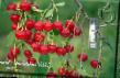 Cherry varieties Ob Photo and characteristics