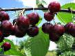 Cherry varieties Chudo-vishnya Photo and characteristics