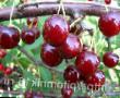 Cherry varieties Nezyabka Photo and characteristics