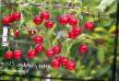 Cherry varieties Subbotinskaya Photo and characteristics