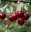 Cherry varieties Griot Moskovskijj  Photo and characteristics
