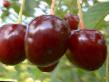 Cherry varieties Zagorevskaya  Photo and characteristics