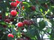 Cherry varieties Malinovka  Photo and characteristics
