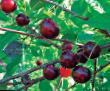 Cherry varieties Zhukovskaya Photo and characteristics