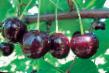 Cherry varieties Kharitonovskaya Photo and characteristics