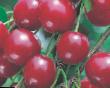 Cherry varieties Litl Mejjlot  Photo and characteristics
