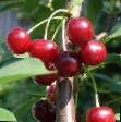 Cherry varieties Bystrinka Photo and characteristics
