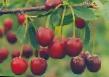 Cherry varieties Volochaevka Photo and characteristics