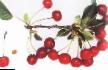 Cherry varieties Gurtevskaya Photo and characteristics