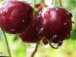 Cherry varieties Oktava Photo and characteristics