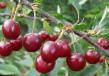 Cherry varieties Rusinka Photo and characteristics