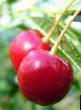 Cherry varieties Radonezh Photo and characteristics