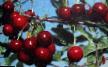 Cherry varieties Bryunetka Photo and characteristics