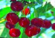 Cherry varieties Zhivica (Gamma) Photo and characteristics