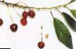 Cherry varieties Zvezda (Avangard) Photo and characteristics