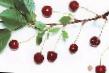 Cherry varieties Livenskaya Photo and characteristics