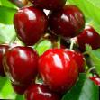 Cherry varieties Muza Photo and characteristics