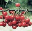 Cherry varieties Polevka Photo and characteristics