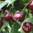 Cherry varieties Igrushka  Photo and characteristics
