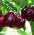 Cherry varieties Malyshka Photo and characteristics