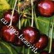 Cherry varieties Nochka Photo and characteristics