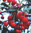 Cherry varieties Shhedraya Photo and characteristics