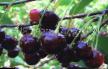 Cherry varieties Nadezhda Photo and characteristics