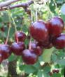 Cherry varieties Lada Photo and characteristics