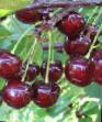 Cherry varieties Griot Rossoshanskijj Photo and characteristics