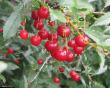 Cherry varieties Baranovskaya Photo and characteristics