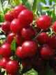 Cherry varieties Fakel (Kalitvyanka) Photo and characteristics