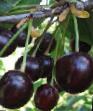 Il ciliegio  Chernaya krupnaya la cultivar foto